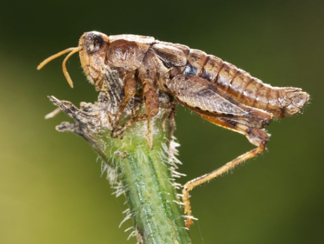 Pezotettix giornae parassitato da Entomophaga grylli